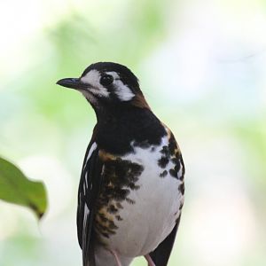 Chestnut-backed Thrush