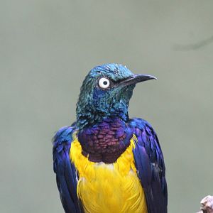 Golden-breasted Starling