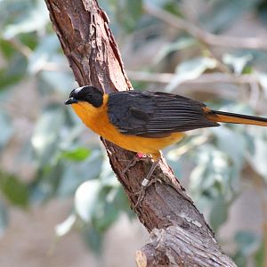 Snowy-crowned Robin-Chat