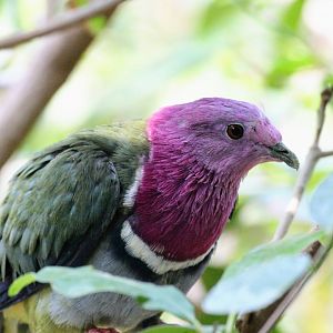 Pink-headed Fruit-Dove