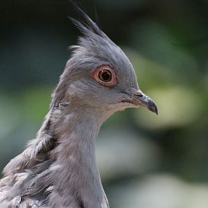Crested Pigeon