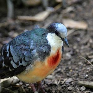 Luzon Bleeding-Heart