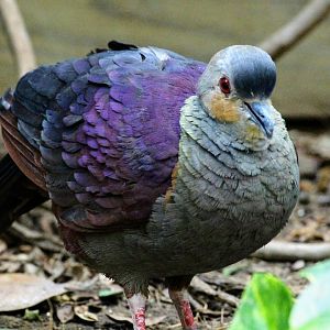 Crested Quail-Dove