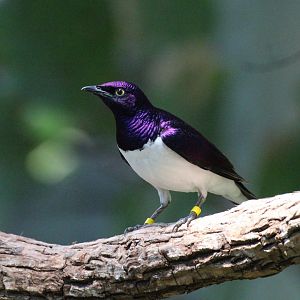 Violet-backed Starling (male)