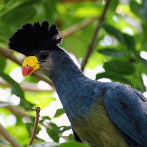 Great Blue Turaco