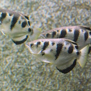 Seven-spot Archerfish