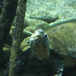 Malayan Giant Turtle