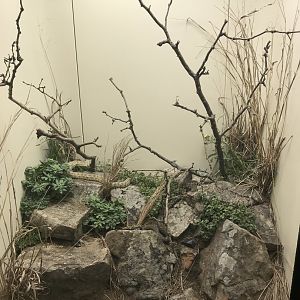 Armenian Viper & Levantine Viper Exhibit