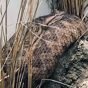 Black-tailed Horned Pitviper