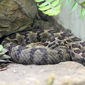 Mexican Pygmy Rattlesnake