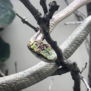 Cape Twig Snake