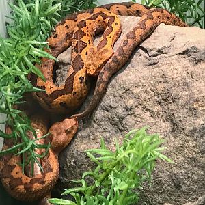 Long-nosed Viper