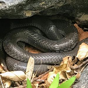 Angolan Garter Snake