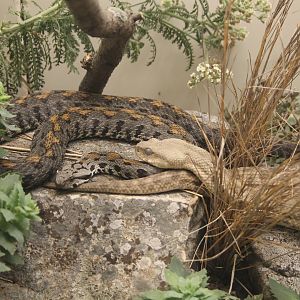 Armenian Viper & Levantine Viper