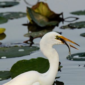 Great Egret eating a fish