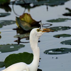 Great Egret eating a fish