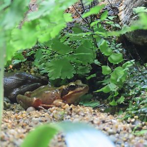 Japanese brown frog
