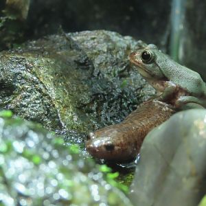 Tokyo salamander+Schlegel's green tree frog