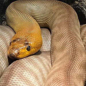 Woma Python