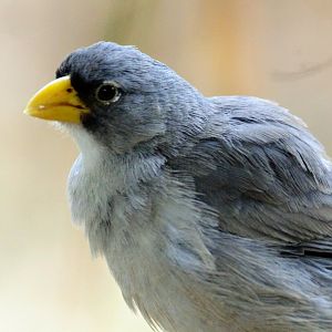 Cinereous Finch