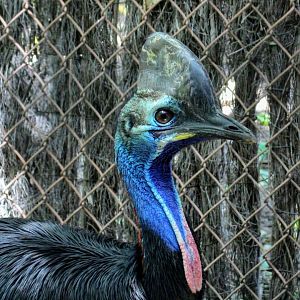 Southern Cassowary