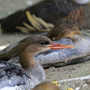 Scaly-sided Merganser