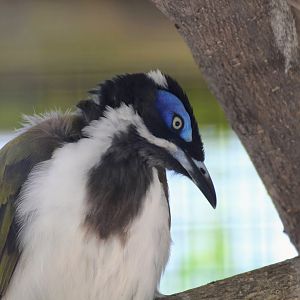 Blue-faced Honeyeater