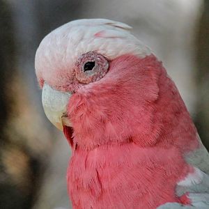 Galah