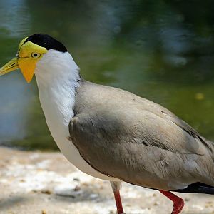 Masked Lapwing