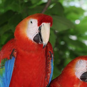 Scarlet Macaw