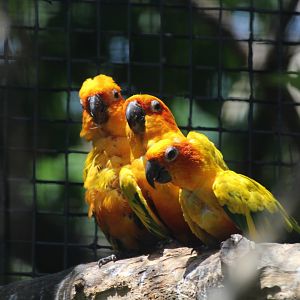 Sun Parakeet