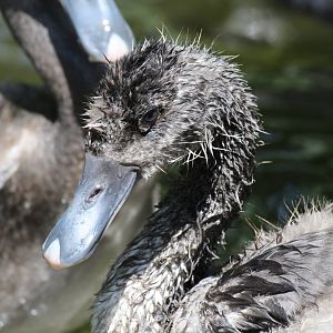 Juvenile Coscoroba Swan