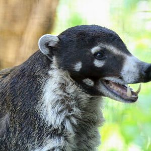 White-nosed Coati