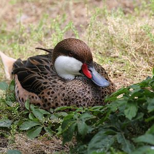 White-cheeked Pintail