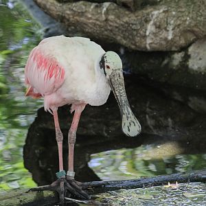 Roseate Spoonbill