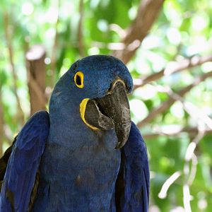 Hyacinth Macaw