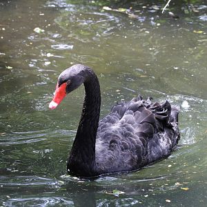 Black Swan