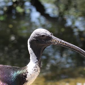 Straw-necked Ibis