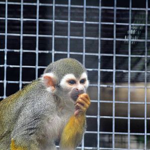 Common Squirrel Monkey