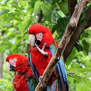 Red-and-green Macaws