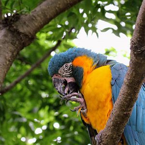 Blue-throated Macaw