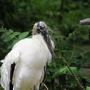 Wood Stork