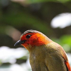 Scarlet-faced Liocichla