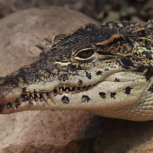 Cuban Crocodile