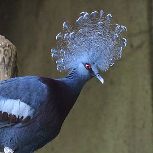 Victoria Crowned-Pigeon