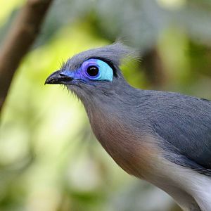 Crested Coua