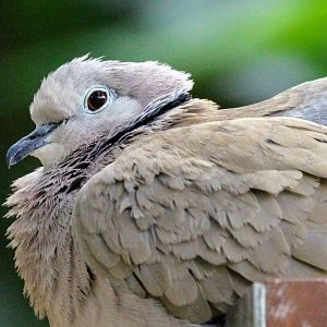 African Collared Dove
