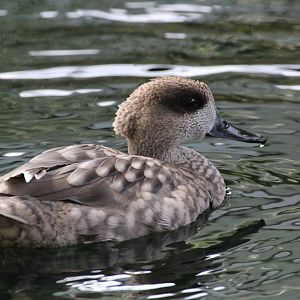 Marbled Teal