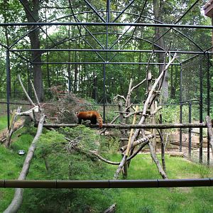 New Red Panda Exhibit