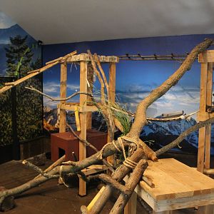 Red Panda Indoor Exhibit